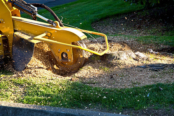 Best Sod Installation  in Lambert, MS